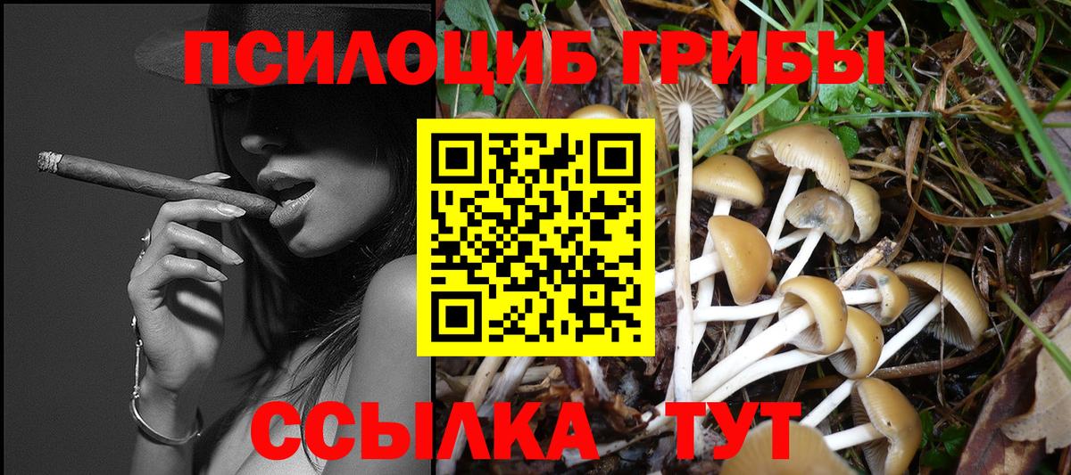 Галлюциногенные грибы Psilocybe Александров